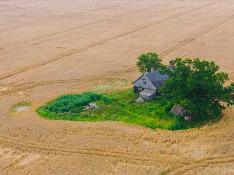 Aerial view of an old wooden house nestled in a small green oasis surrounded by vast golden wheat fields in Jaunberze Parish, Dobele Municipality, Latvia.