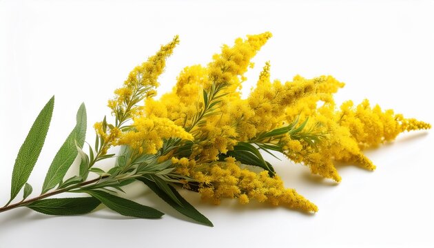 goldenrod branch isolated on white background soft focus summer bloom