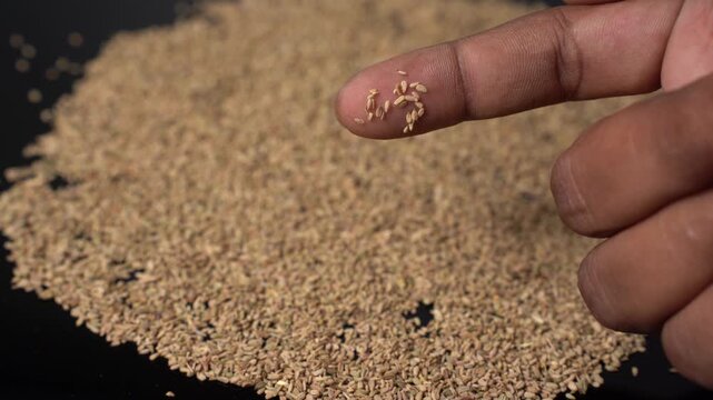 A Person's Fingers Hold and Drop Carom Seeds (Ajwain) onto a Pile of Seeds on a Black Surface, Close-up
