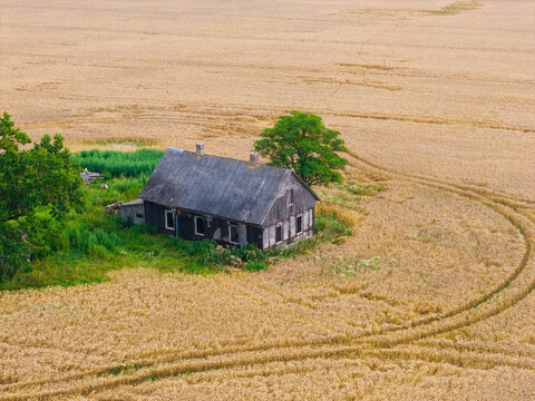 Aerial view of an old wooden house surrounded by a vast golden wheat field with green trees in Jaunberze Parish, Dobele Municipality, Latvia.