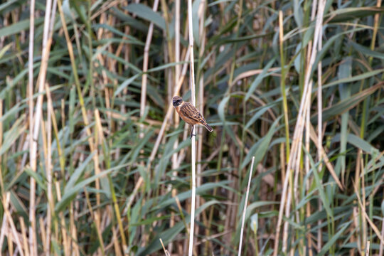 Male stonechat perched on a reed