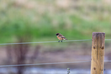 Fototapeta premium Male stonechat perched on a fence wire