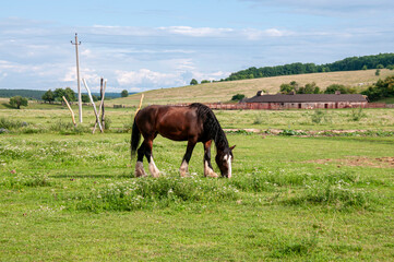 A bay heavy draft horse grazing in front of a wooden farm © Beliakina Ekaterina
