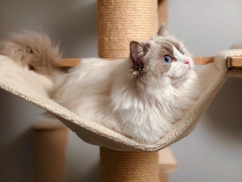 Fluffy Ragdoll Cat Resting Comfortably in Cat Tree Hammock Looking Up
