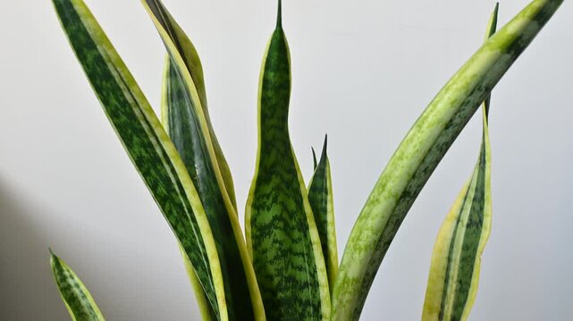 Close-up of variegated snake plant leaves against a bright white wall