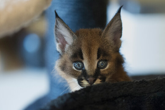 Karakal Kitten auf einem Kratzbaum