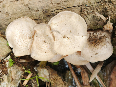 Cluster of Wild White Bracket Fungi Growing on Decaying Wood Log