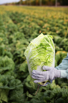 Harvest of Chinese cabbage. Hand in gray glove is holding head of Chinese cabbage. Farmer is standing in huge vegetable field. An organic harvest, collected outdoors