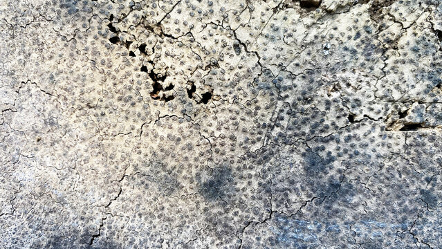 Weathered pale grey surface texture with tiny dark dotted pores