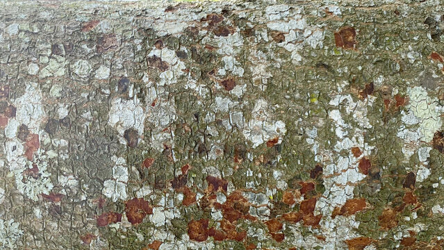 Dark brown crumpled dry leaves scattered on the ground