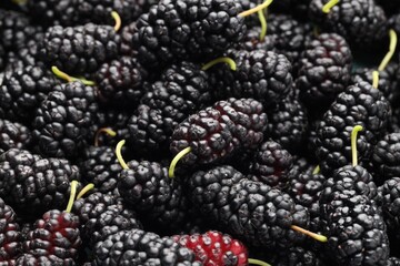 Many fresh mulberries as background, closeup view © New Africa