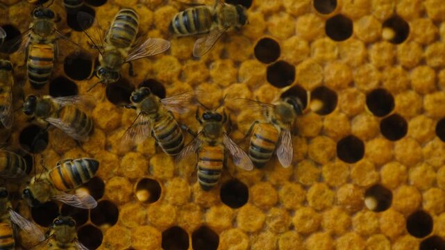 Honeybees Building and Working on Honeycomb. Close Up of Honeybees Inside an Active Beehive. Honeybees Working on Honeycomb Inside a Beehive.