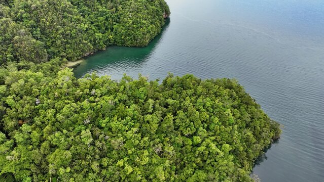 Aerial view of the lush tropical forest along the Los Haitises Trail, featuring dense green canopy, rugged coastline, and calm turquoise waters in Sanchez, Samana, Dominican Republic.