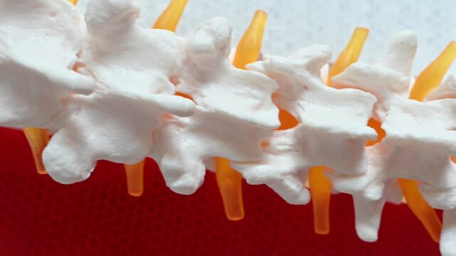Close-up of human spinal vertebrae and nerve roots on an anatomical model