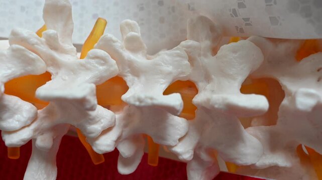 Macro view of human vertebrae on a detailed spine anatomical model