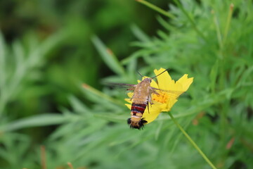 A hummingbird moth hovering while sipping nectar from yellow cosmos flower © Mt. Cape
