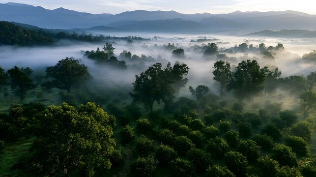 Misty morning over a lush green orchard with trees emerging from fog and distant rolling hills under soft dawn light
