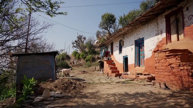 Goat and kid standing beside traditional red ochre mud house with blue wooden door in rural Himalayan Nepal village courtyard