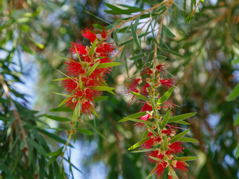 Callistemon viminalis, or Weeping Bottlebrush is a species of the genus Callistemon in the Myrtle family