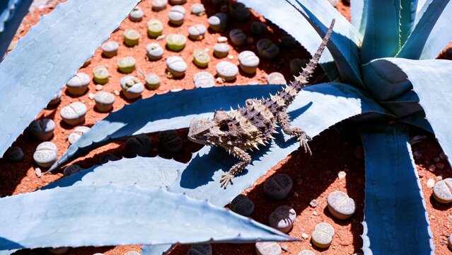 Thorny Devil Lizard on Agave Leaves with Living Stones Plants