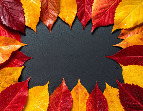 黒い石板を囲む色鮮やかな紅葉の落ち葉　秋の季節感あふれるコピースペース付きフレーム背景素材　チラシやWebバナー、SNS投稿に活用できる水滴のついた自然の植物デザイン