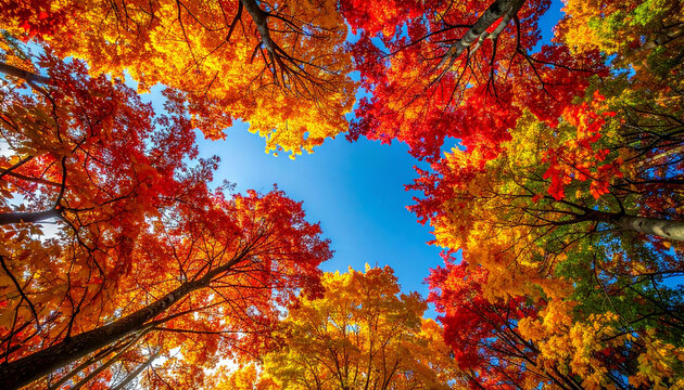 鮮やかに色づく紅葉した木々と青い空　秋の森を見上げた見上げ構図の風景写真　中央にコピースペースがある季節感あふれる壁紙用背景素材とWebサイトのバナーやチラシなどの広告制作に活用可能な自然の風景イメージ