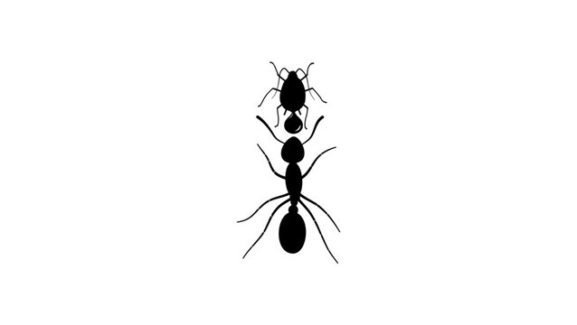 Aphid and ant, black isolated vector silhouette