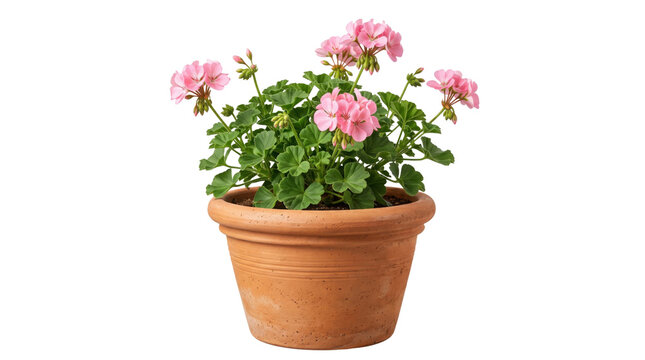 Blooming pink geranium plant in terracotta pot, flowering pelargonium in clay planter, isolated garden flower on white background