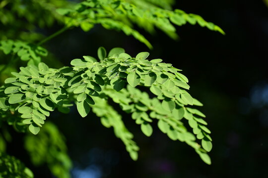 A close-up photograph of organically grown Moringa tree leaves, adorned with morning dew, set against a natural black background.
