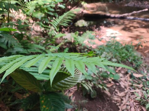 Tanaman Paku / Pakis (Fern Plants)