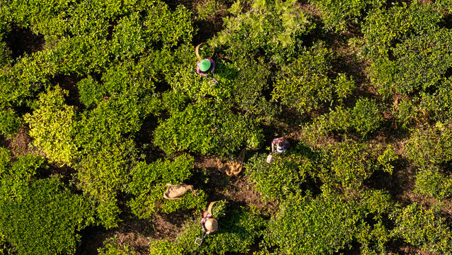 Aerial view of Bedakah Tea Plantation with workers wearing conical hats harvesting tea leaves in the lush green fields of Kecamatan Kertek, Jawa Tengah, Indonesia.