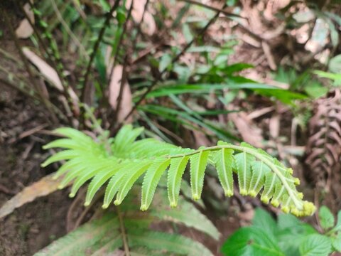 Tanaman Paku / Pakis (Fern Plants)