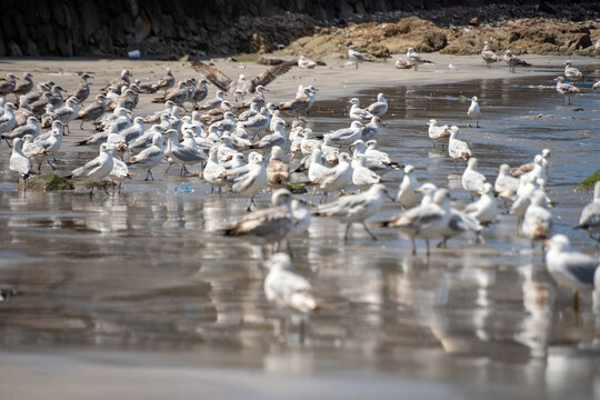 Flock of juvenile glaucous gulls (Larus hyperboreus) on the beach in Mazatlan, Mexico