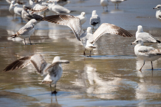 Juvenile glaucous gulls (Larus hyperboreus) on the beach in Mazatlan, Mexico