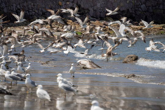 Flock of juvenile glaucous gulls (Larus hyperboreus) taking flight from the beach in Mazatlan, Mexico