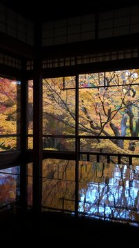 Fall travel in Kyoto, Japan, panning shot showing colorful maple trees surrounding historic temple in autumn season.