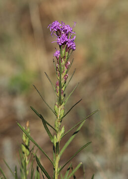 Dotted Gayfeather (Liatris punctata) blooming with purple flowers in Colorado in late July.  This beautiful wildflower is very drought-tolerant and is common in the Rocky Mountains and Great Plains.  