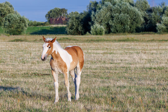 Beautiful pinto foal standing in a sunny grassy field with trees in the background during golden hour.