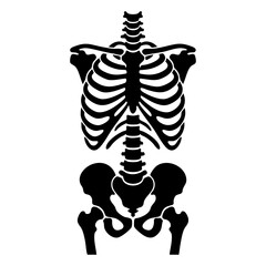vector silhouette of human rib cage © Menhikki