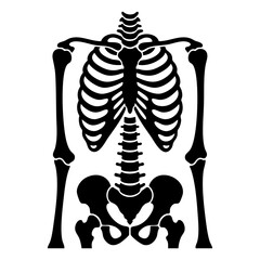 vector silhouette of human rib cage © Menhikki