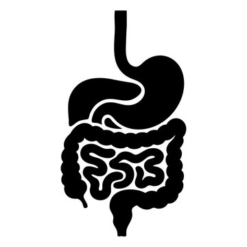 Vector silhouette of the human digestive system