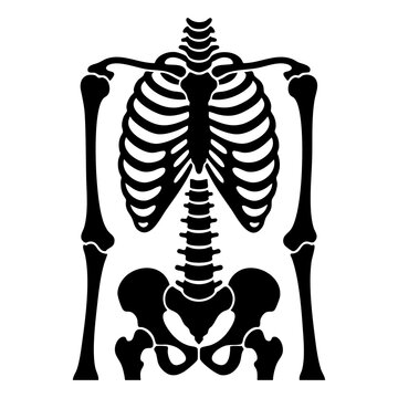 vector silhouette of human rib cage