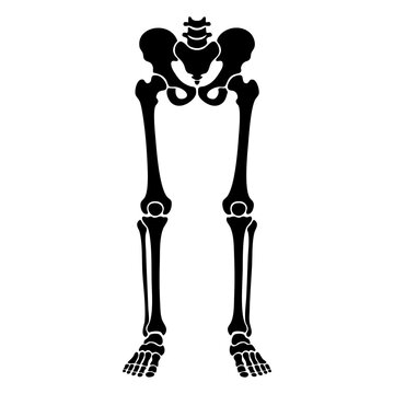vector silhouette of human leg skeleton