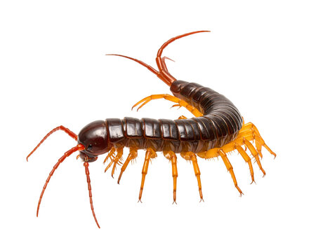 Centipede isolated on transparent png