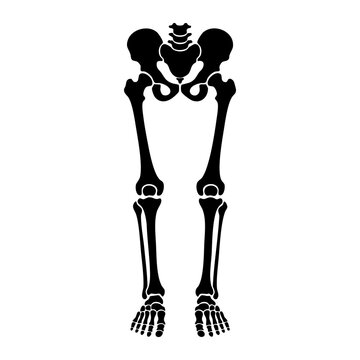vector silhouette of human leg skeleton