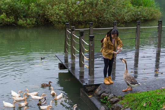 Woman feeding ducks on wooden platform at Meihua Lake Yilan Taiwan