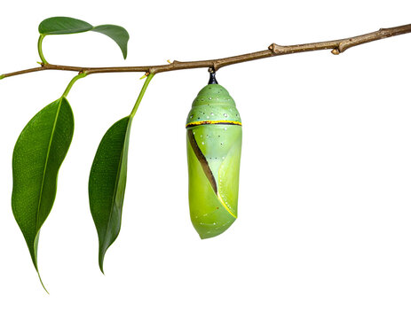chrysalis on a twig isolated on transparent png