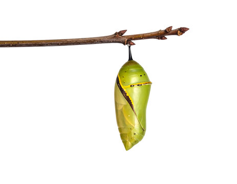 chrysalis on a twig isolated on transparent png