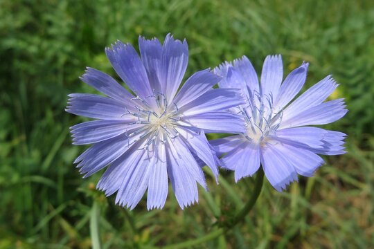 Chicory flowers in the meadow, closeup