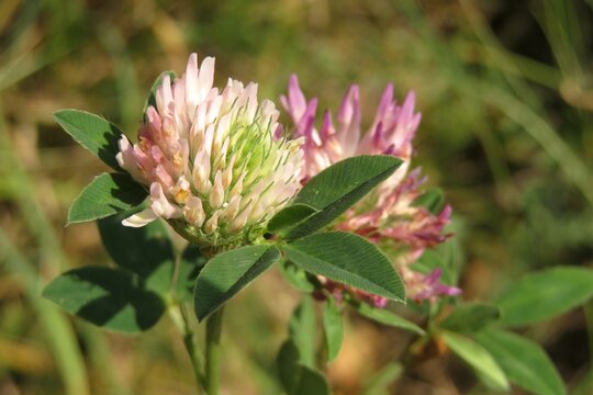 Clover flowers in the meadow, closeup